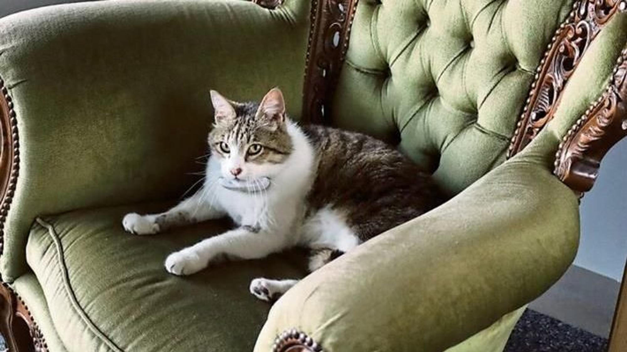 Eine weiß-getigerte Katze liegt auf einem grünen Samtsessel.