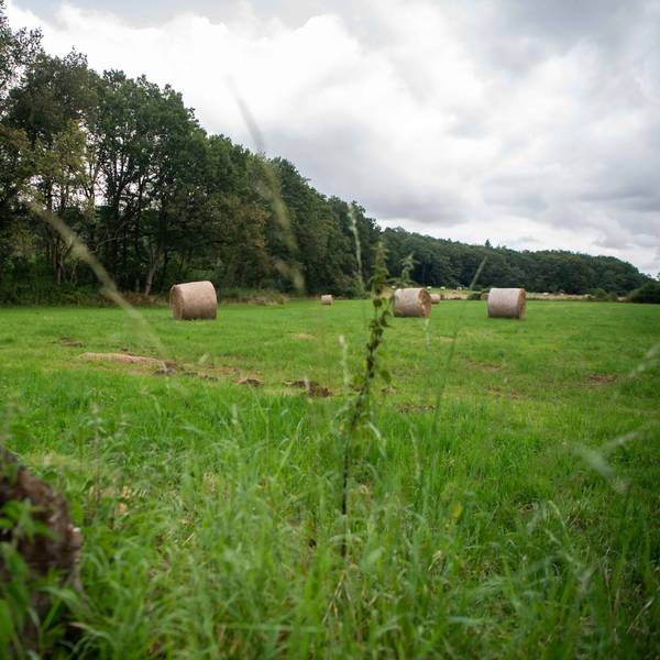 Auf dem Wiesengrundstück am Waldrand liegen Heuballen.