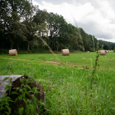 Auf dem Wiesengrundstück am Waldrand liegen Heuballen.