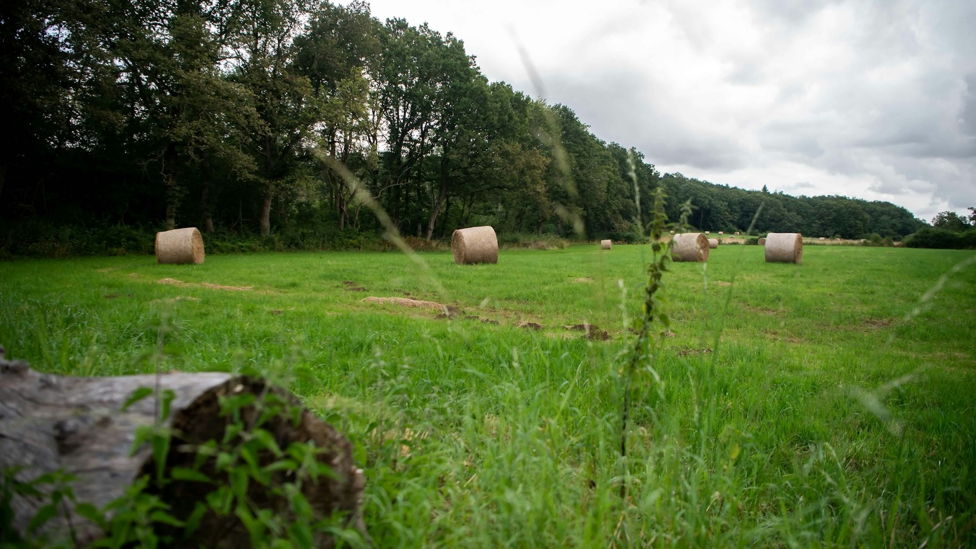 Auf dem Wiesengrundstück am Waldrand liegen Heuballen.