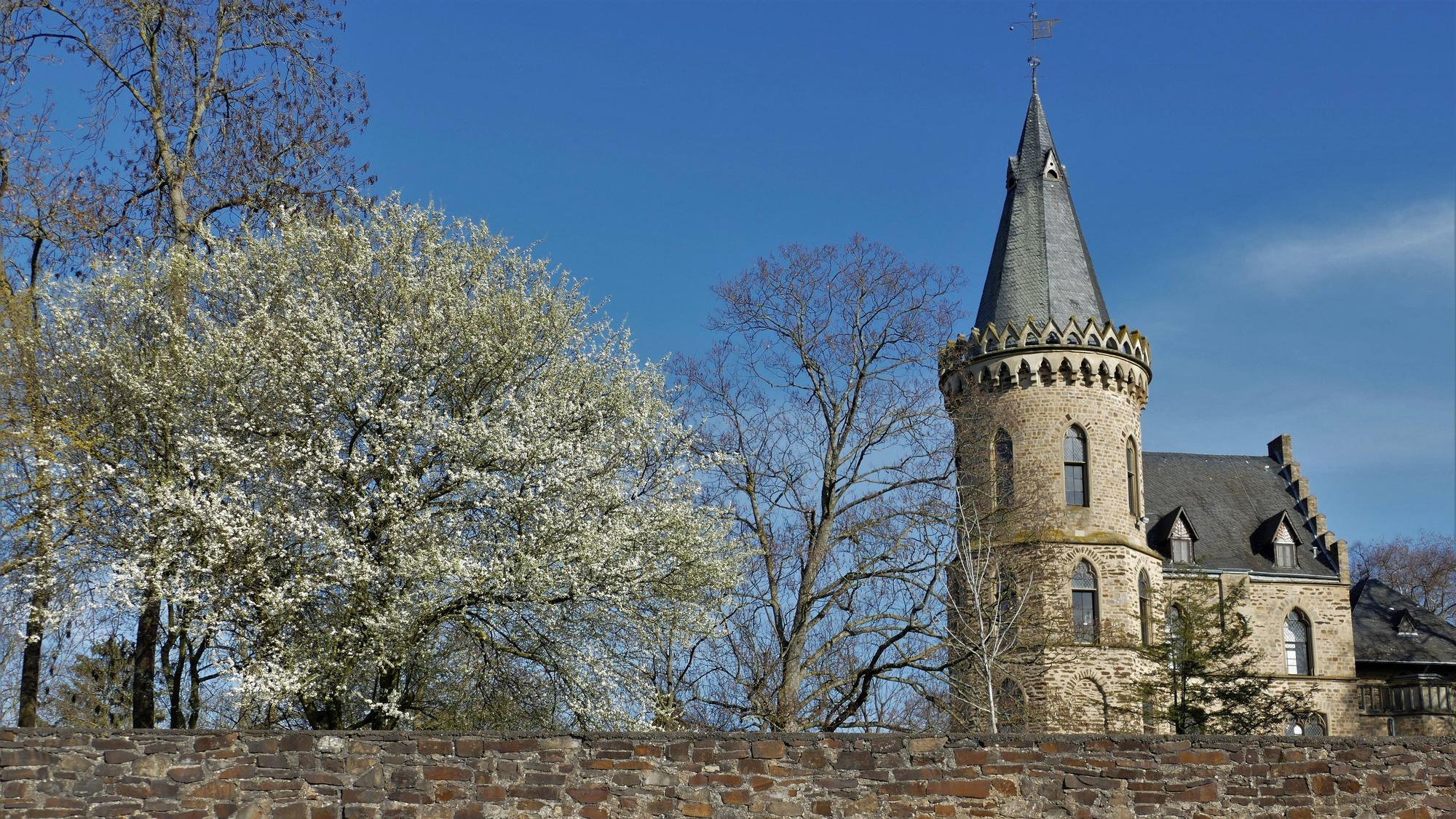 Schlossturm mit weiss blühendem Baum und Steinmauer in Sinzig am Rhein sind zu sehen.