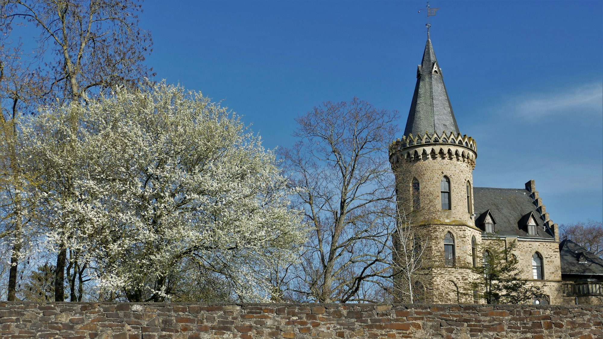 Schlossturm mit weiss blühendem Baum und Steinmauer in Sinzig am Rhein sind zu sehen.