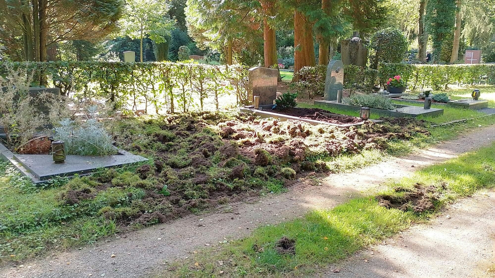 Wildschweine suchen den Siegburger Nordfriedhof heim und verwüsteten Gräber und Flächen.