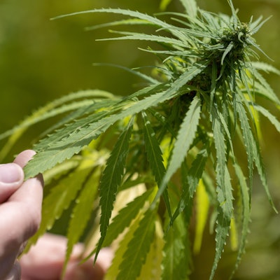 Ein Mann tastet die Blätter einer Hanfpflanze.