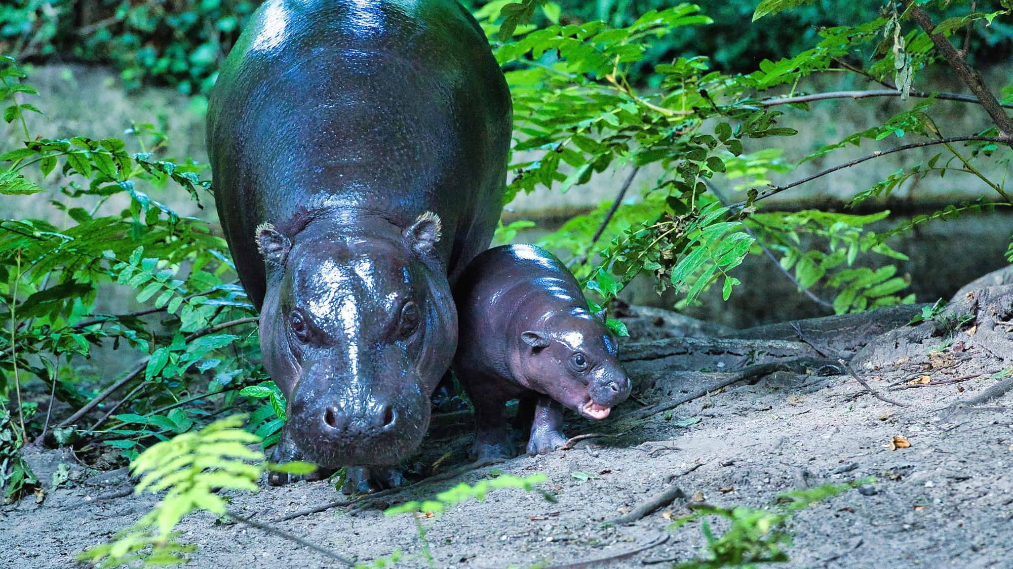 dpatopbilder - 15.08.2024, Berlin: Das kleine Zwergflusspferd Toni (r) wird im Berliner Zoo zum ersten Mal der Öffentlichkeit präsentiert.