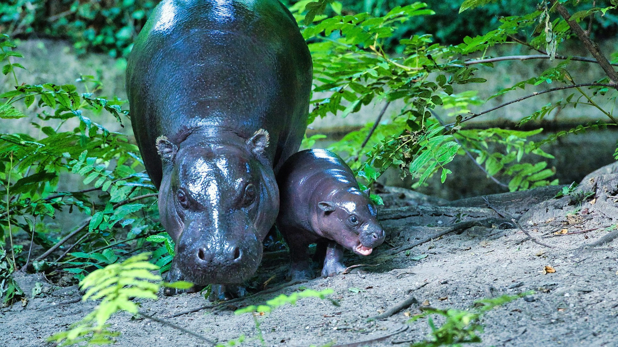 dpatopbilder - 15.08.2024, Berlin: Das kleine Zwergflusspferd Toni (r) wird im Berliner Zoo zum ersten Mal der Öffentlichkeit präsentiert.