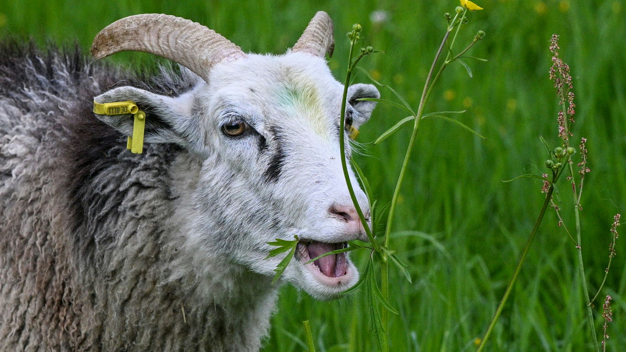 Ein Schafbock frisst auf einer Weide Gras (Symbolfoto).