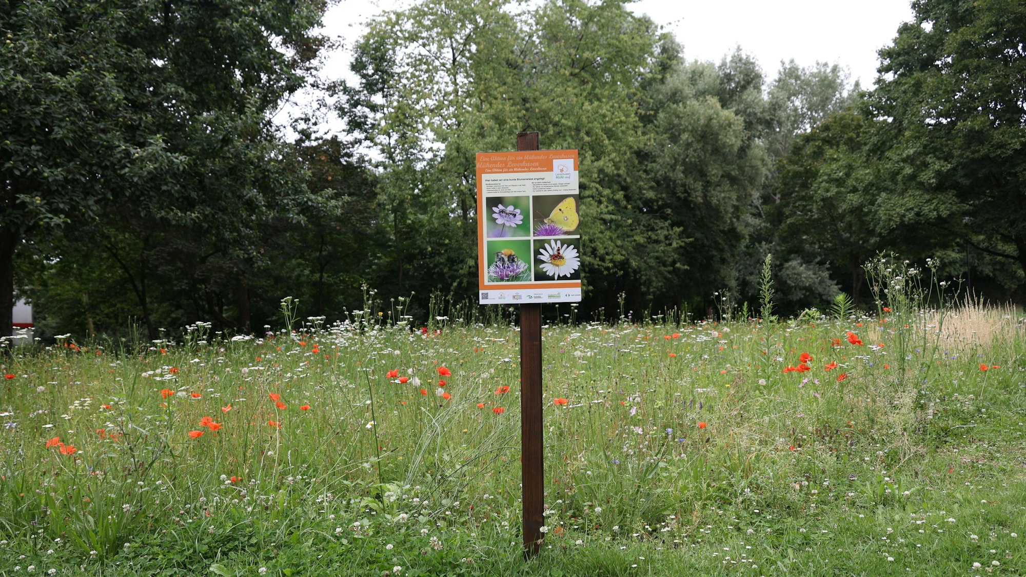 Ein Schild mit Erläuterungen zu Insekten und Blumen steht auf einer blühenden Wiese.