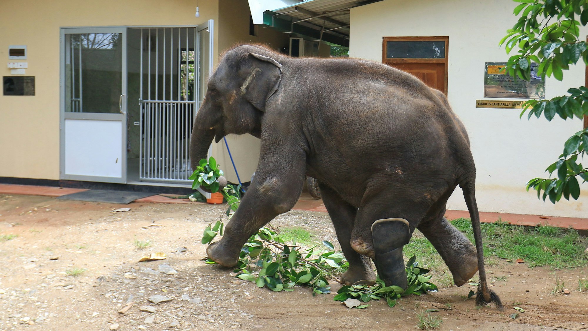Elefant Namal mit Knieprothese