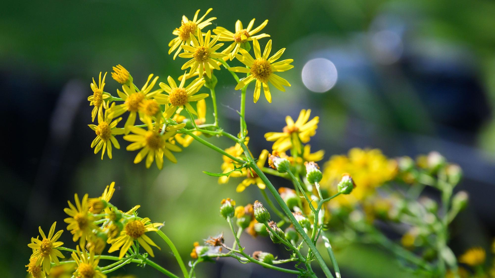 Jakobskreuzkraut - auch Jakobs-Greiskraut oder Jakobskraut genannt - wächst in einem Garten.