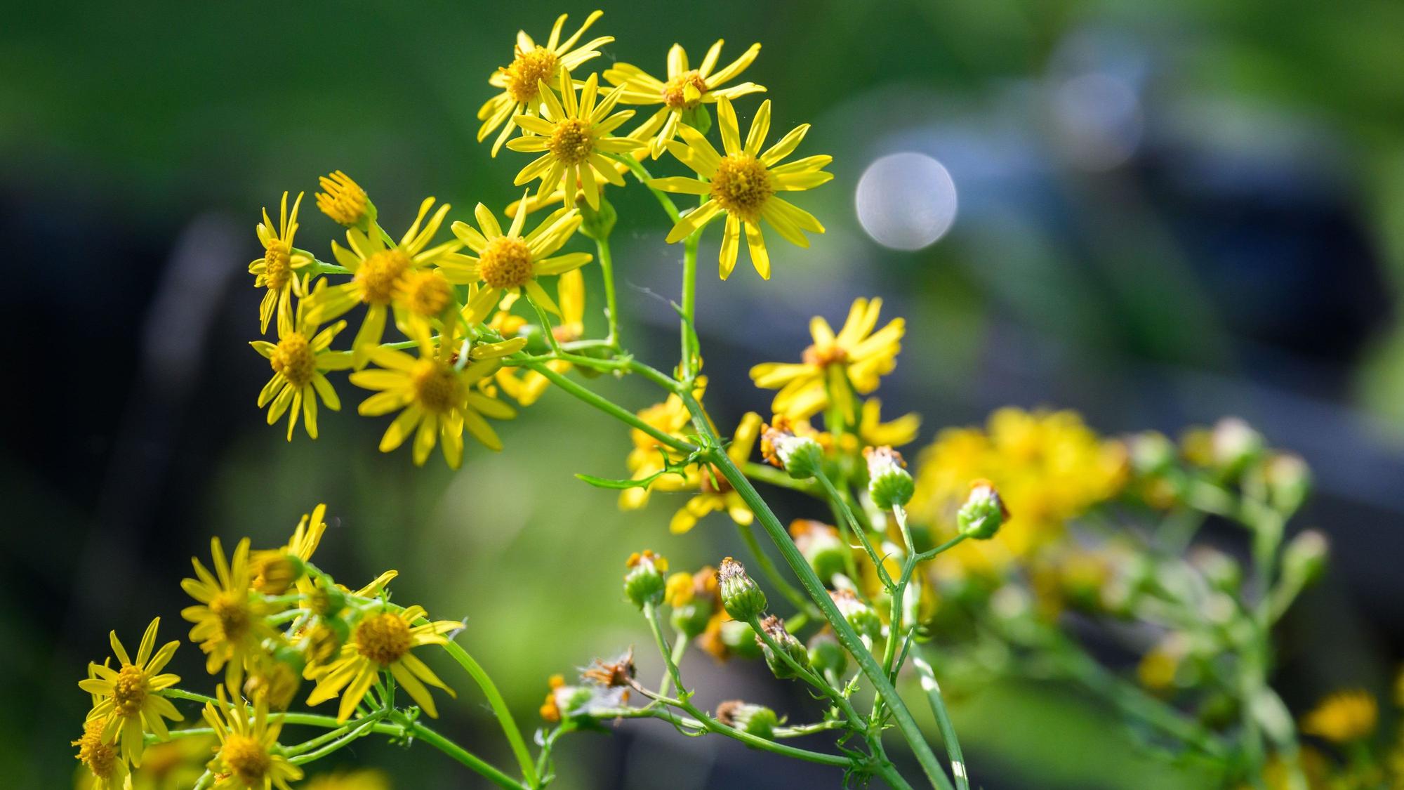 Auf dem Foto sind die gelben Blüten des Jakobskreuzkrauts zu sehen.