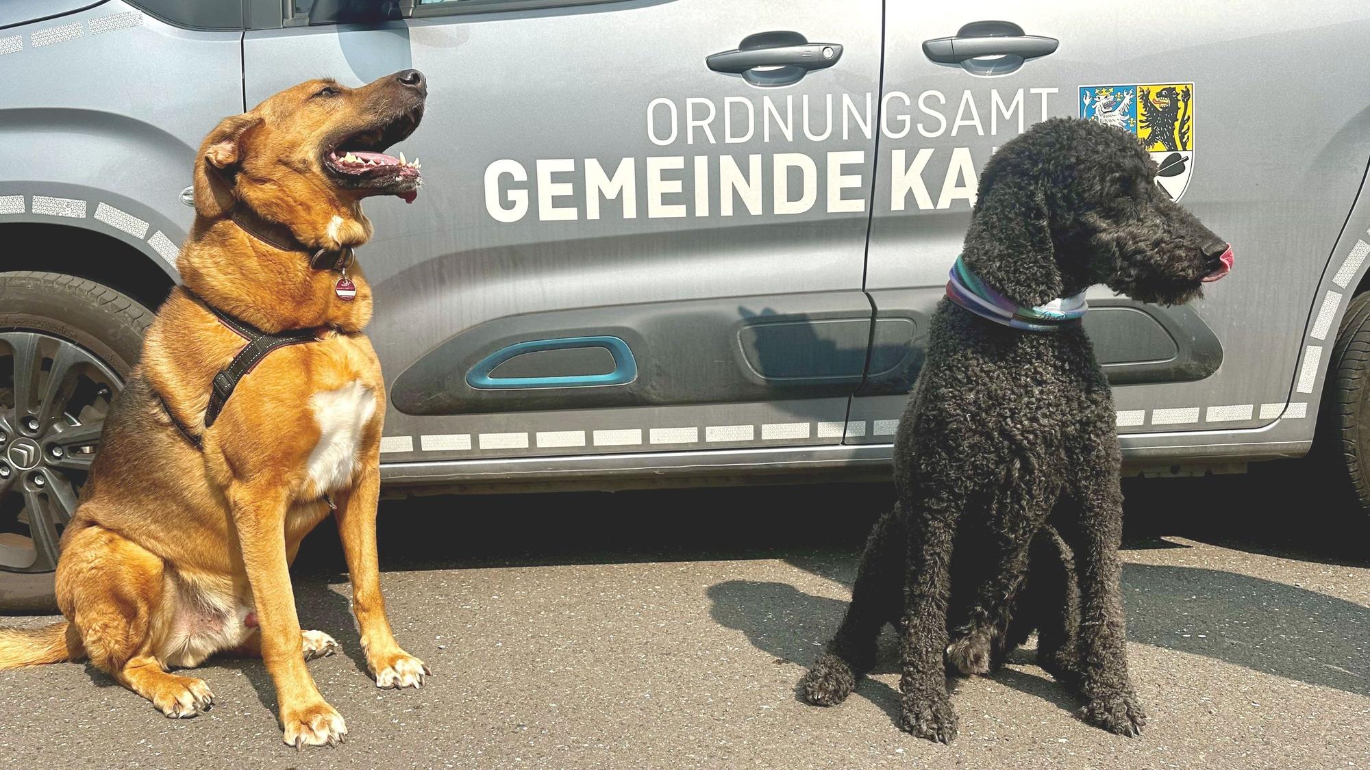 Zwei Hunde sitzen vor einem Wagen, auf dem Ordnungsamt Gemeinde Kall steht.