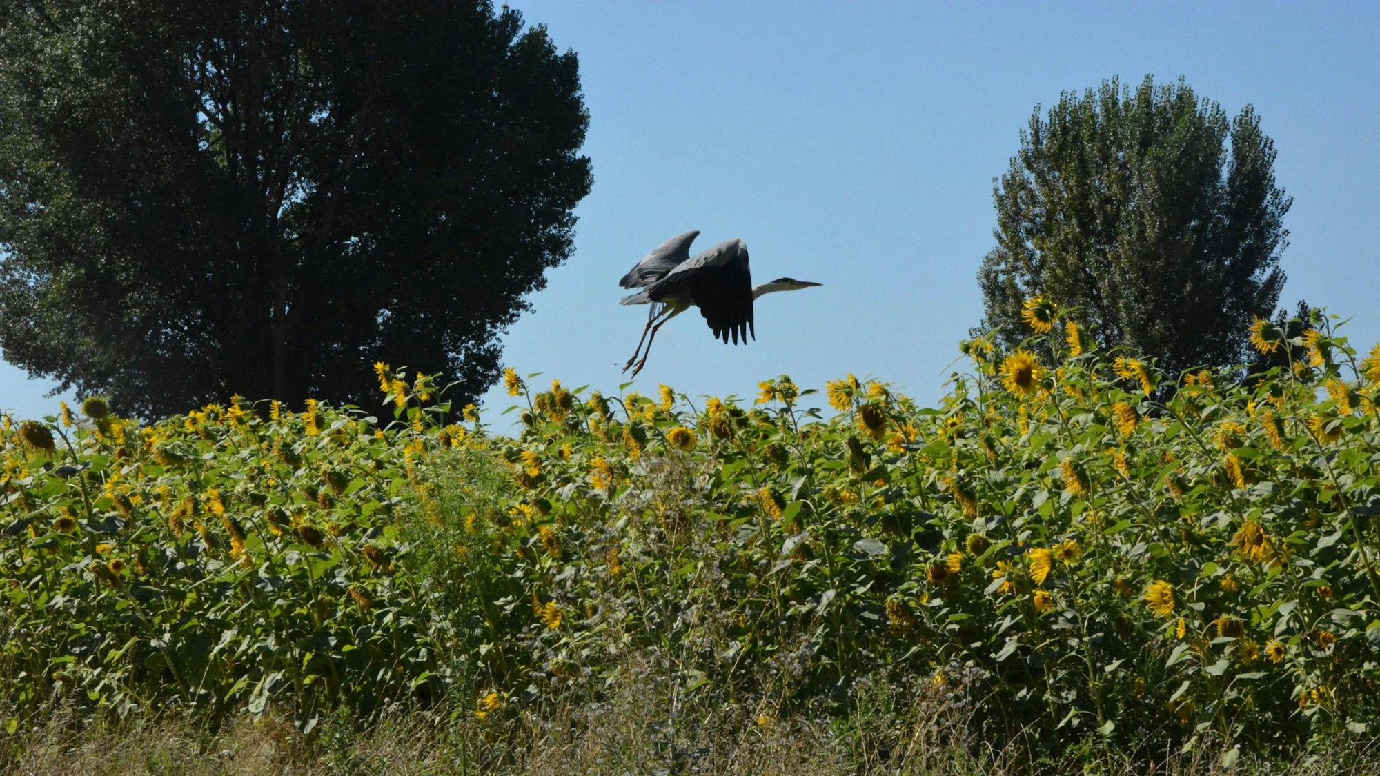 Ein Reiher über Sonnenblumen.