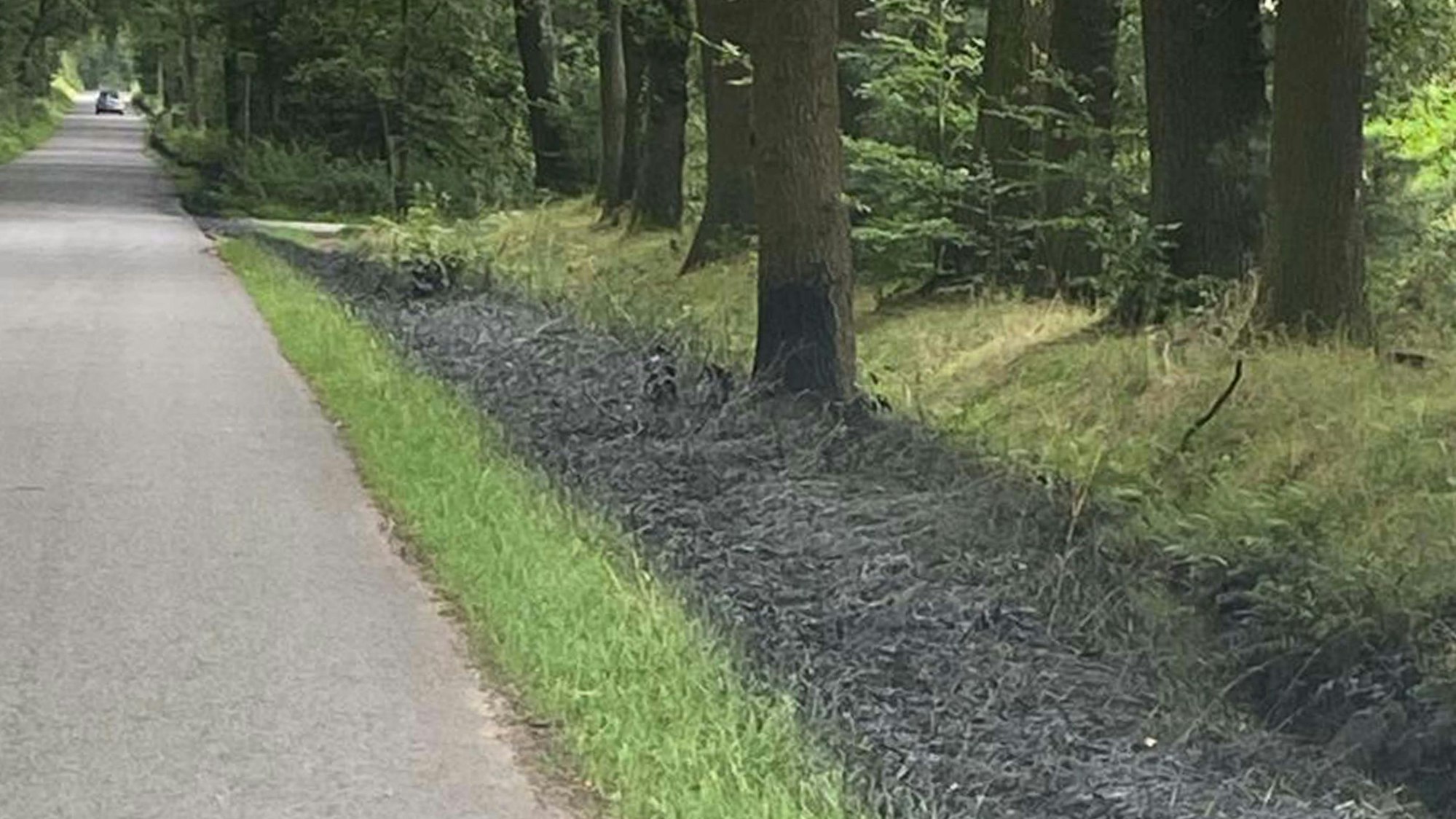 Noch ist unklar, worum es sich bei der schwarzen Flüssigkeit genau handelt oder ob sie giftig ist.