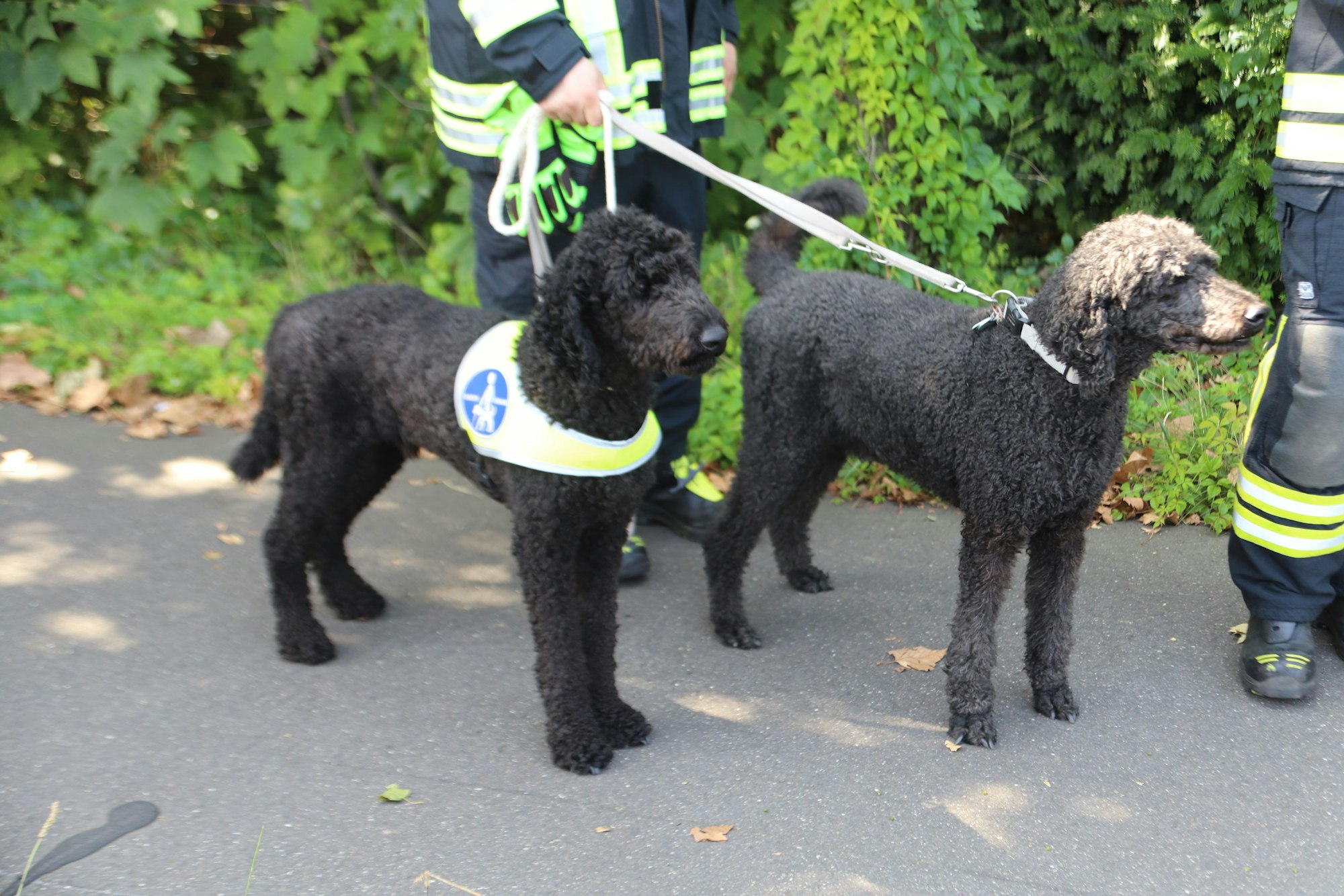 Zwei Feuerwehrleute halten zwei Blindenhunde.