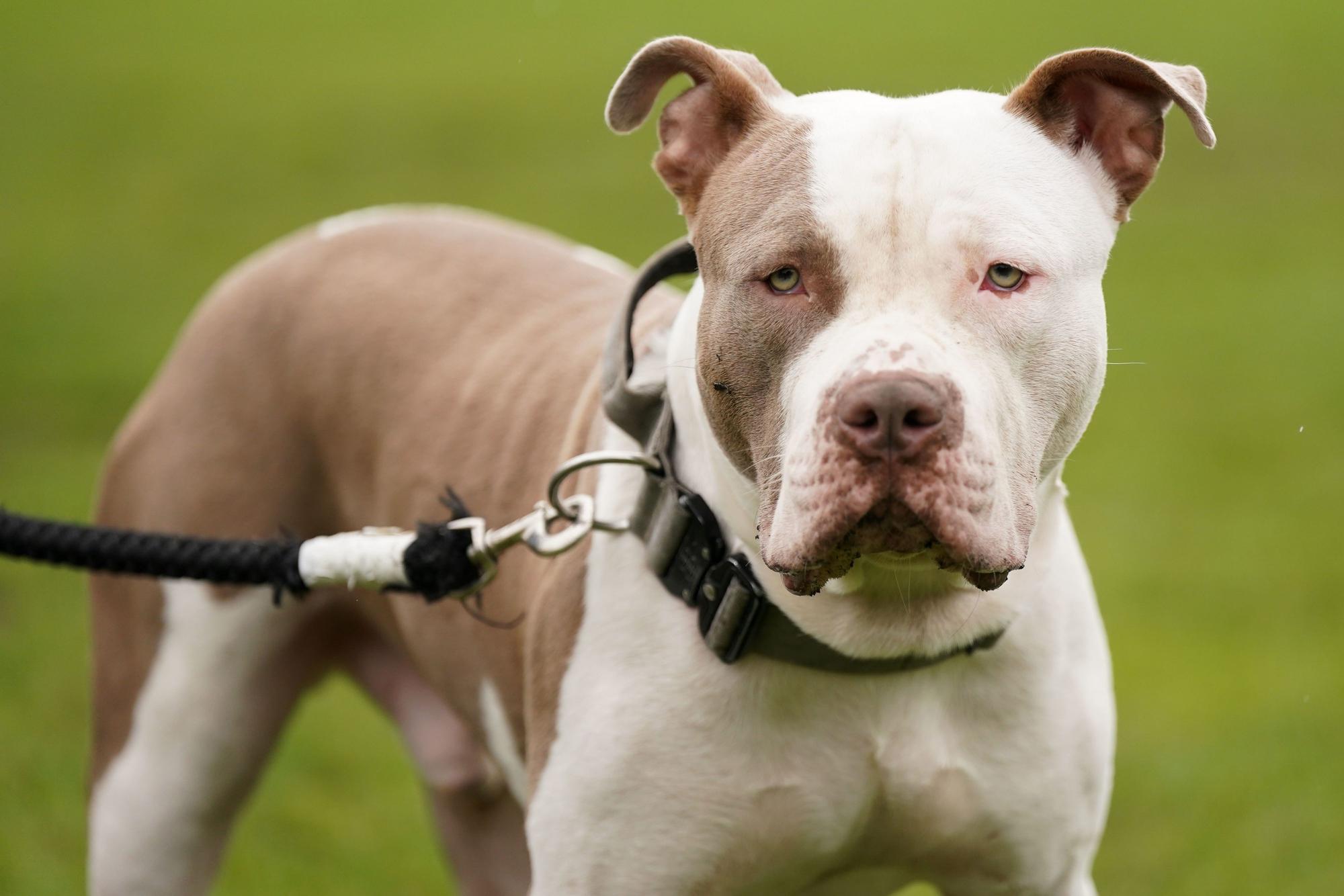 Ein XL-Bully-Hund