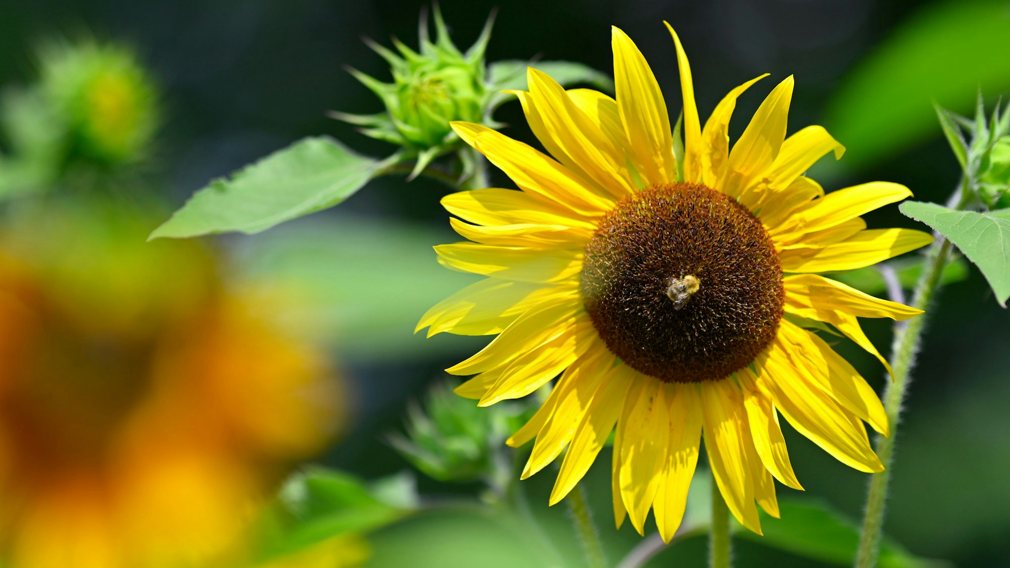 Eine Sonnenblume in der Sonne.