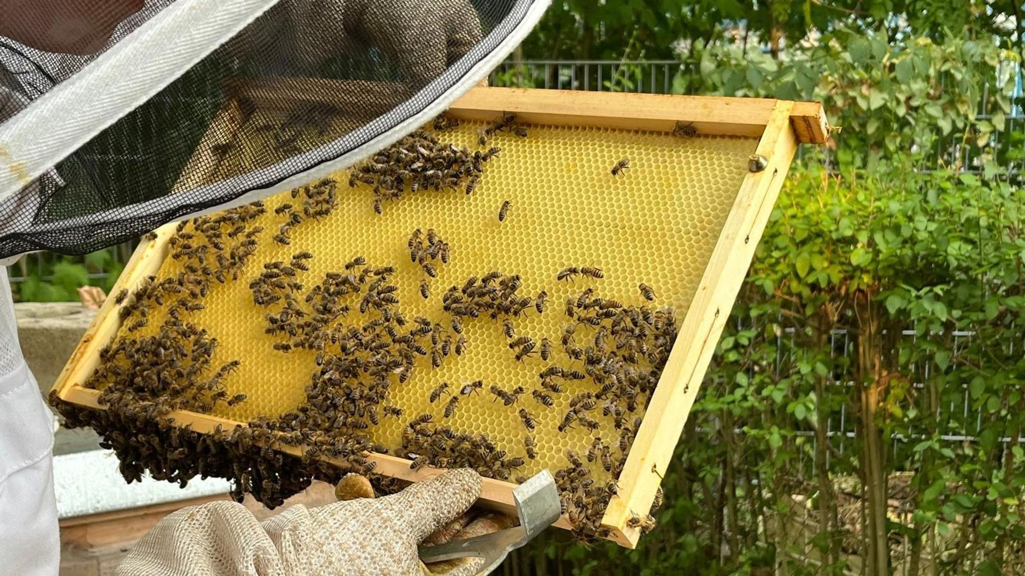 Imkerin Selina Meurer mit ihrem Bienenvolk im Blücherpark