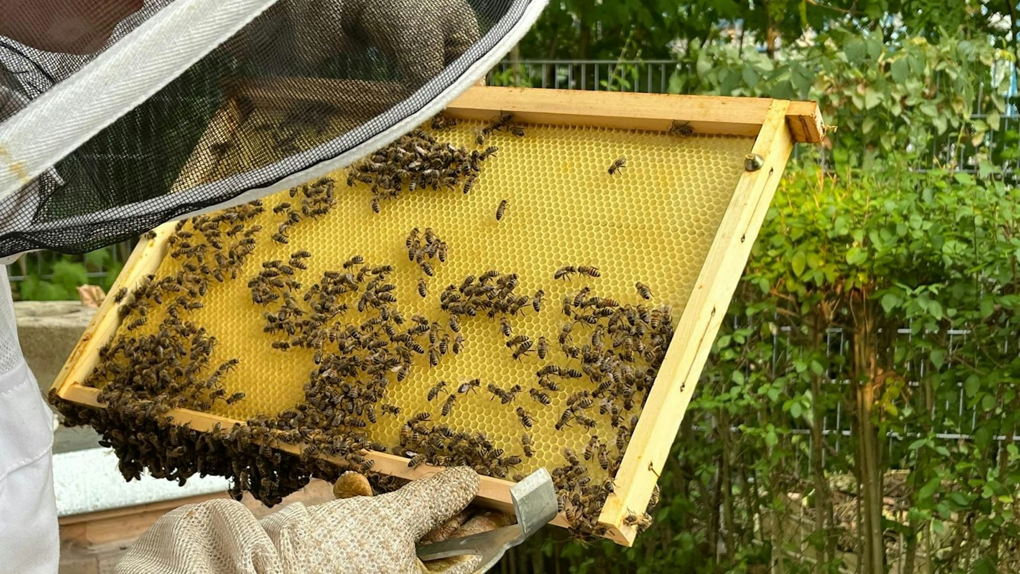 Imkerin Selina Meurer mit ihrem Bienenvolk im Blücherpark