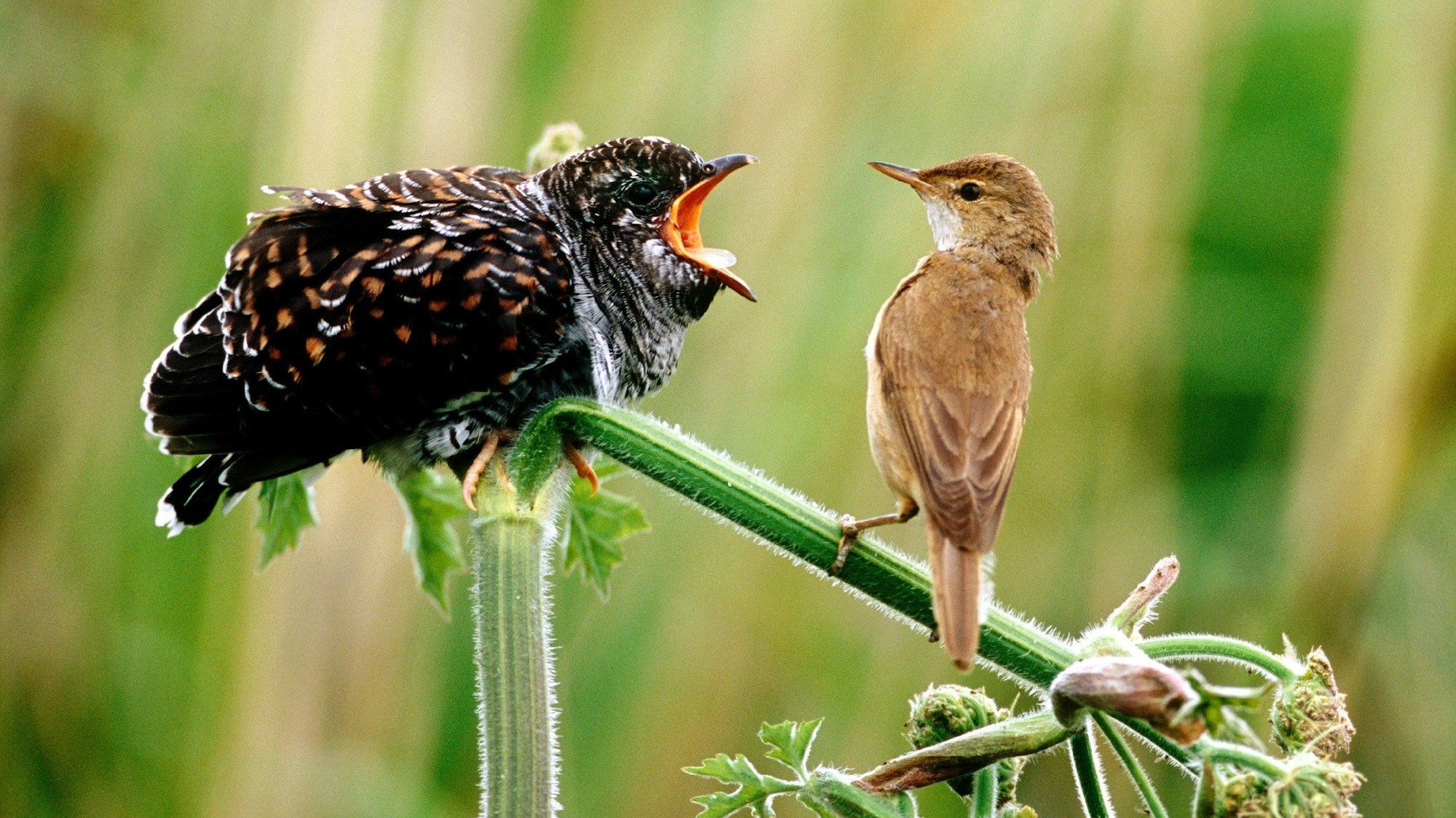 Ein Teichrohrsänger sitzt vor einem Kuckuck-Kind (l), das den Schnabel weit aufgerissen hat und nach Nahrung schreit. Heute schon kommt der Kuckuck im Frühjahr oft zu spät nach Deutschland, um noch Nester zu finden, in die er seine Eier schmuggeln kann.