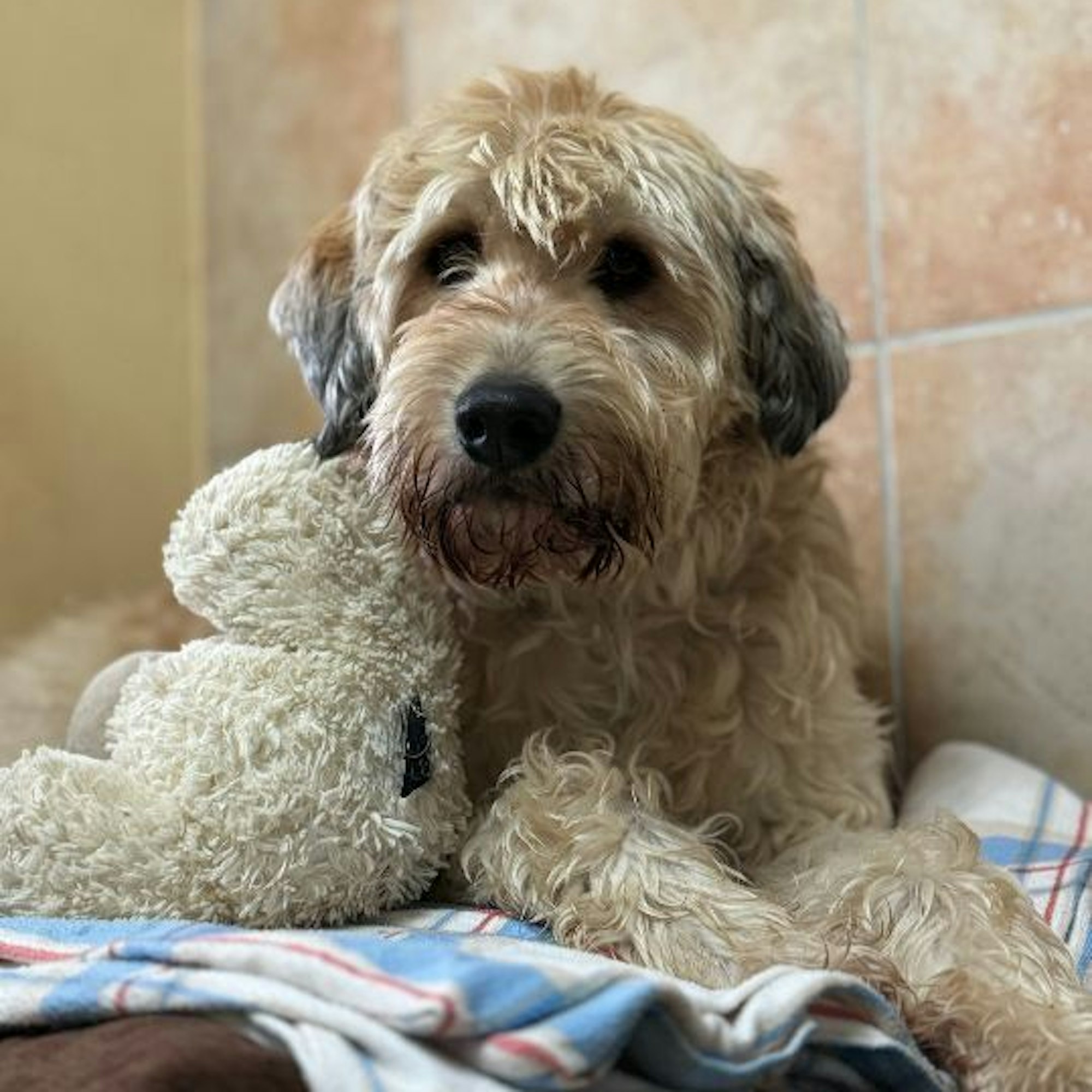 „Hennes“ sieht nicht nur kuschelig aus, er kuschelt auch gerne.