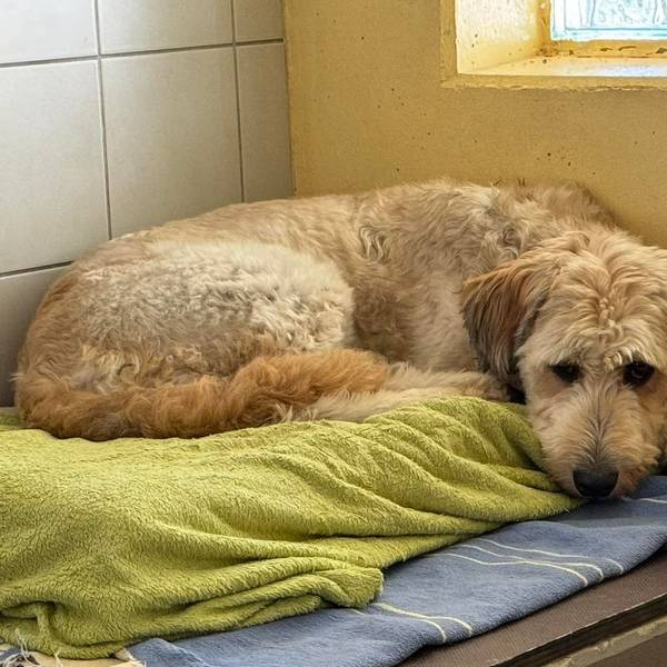 Hund Hennes ist zurück im Tierheim Velbert – bereits zum fünften Mal.