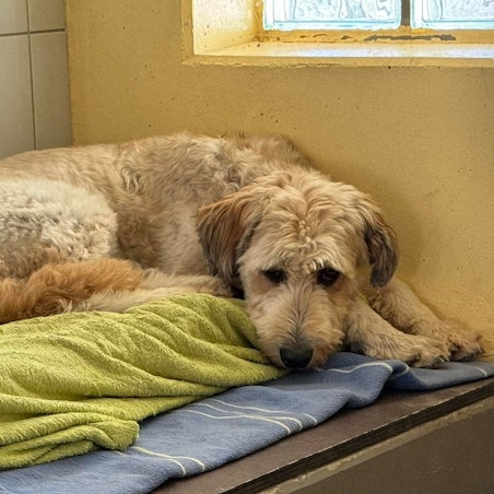 Hund Hennes ist zurück im Tierheim Velbert – bereits zum fünften Mal.