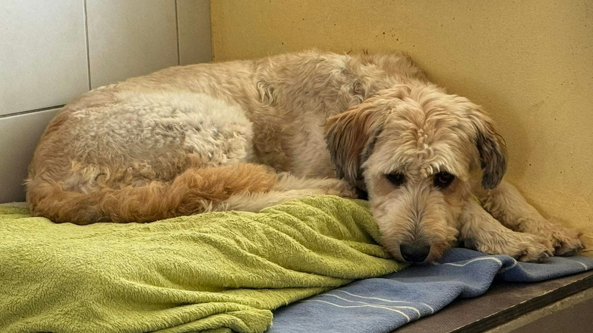 Hund Hennes ist zurück im Tierheim Velbert – bereits zum fünften Mal.