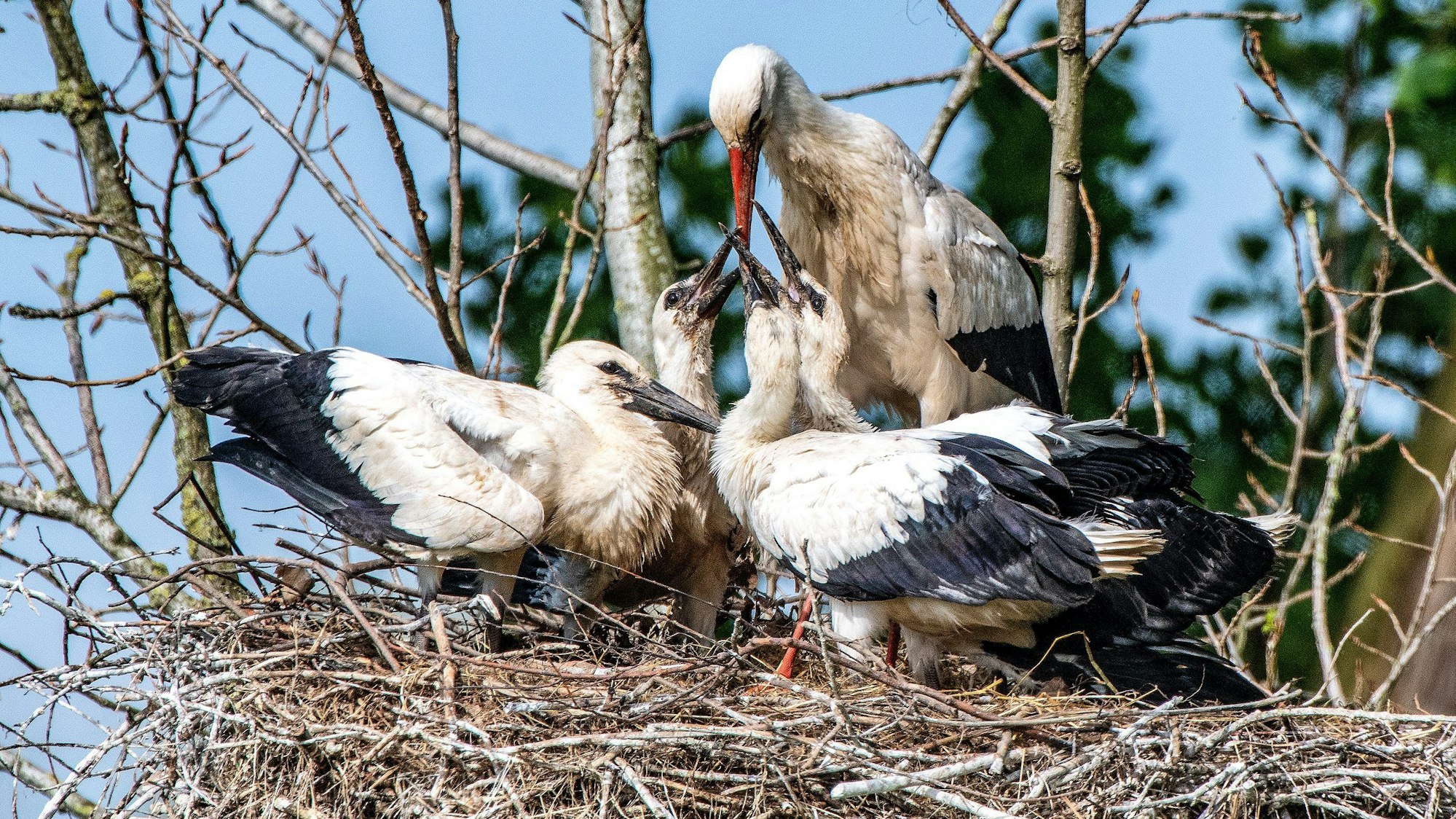 Vier Jungstörche werden in einem Horst am Niederrhein gefüttert. Immer mehr Störche bleiben auch im Winter in NRW.