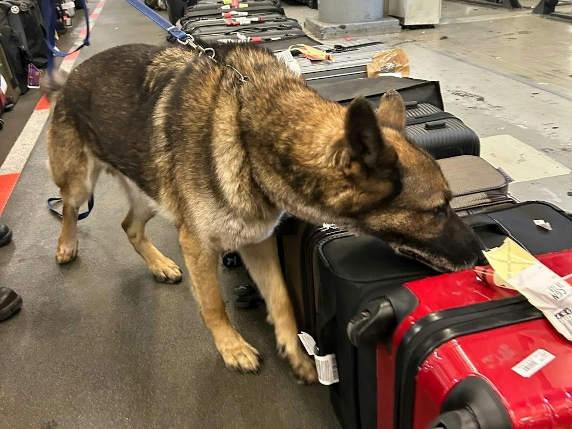 Drogenspürhund Gonzo vom Kölner Zoll