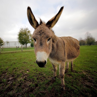 Ein Esel im Tierpark und Naturpfad Weeze (Archivfoto).