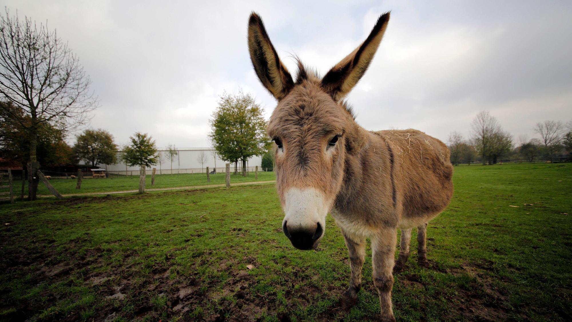 Ein Esel im Tierpark und Naturpfad Weeze (Archivfoto).