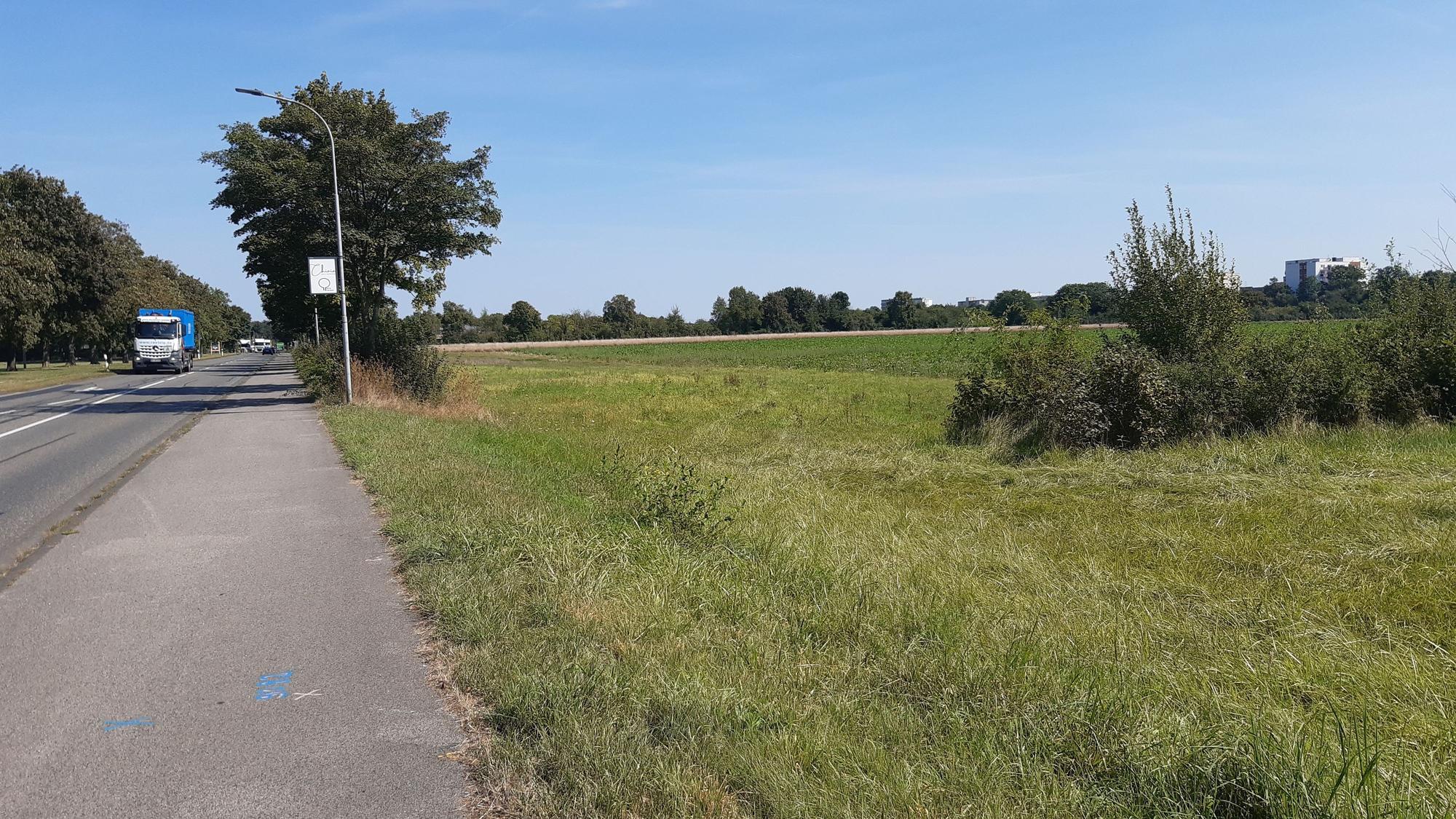 Das Foto zeigt eine Wiese an einer Straße.