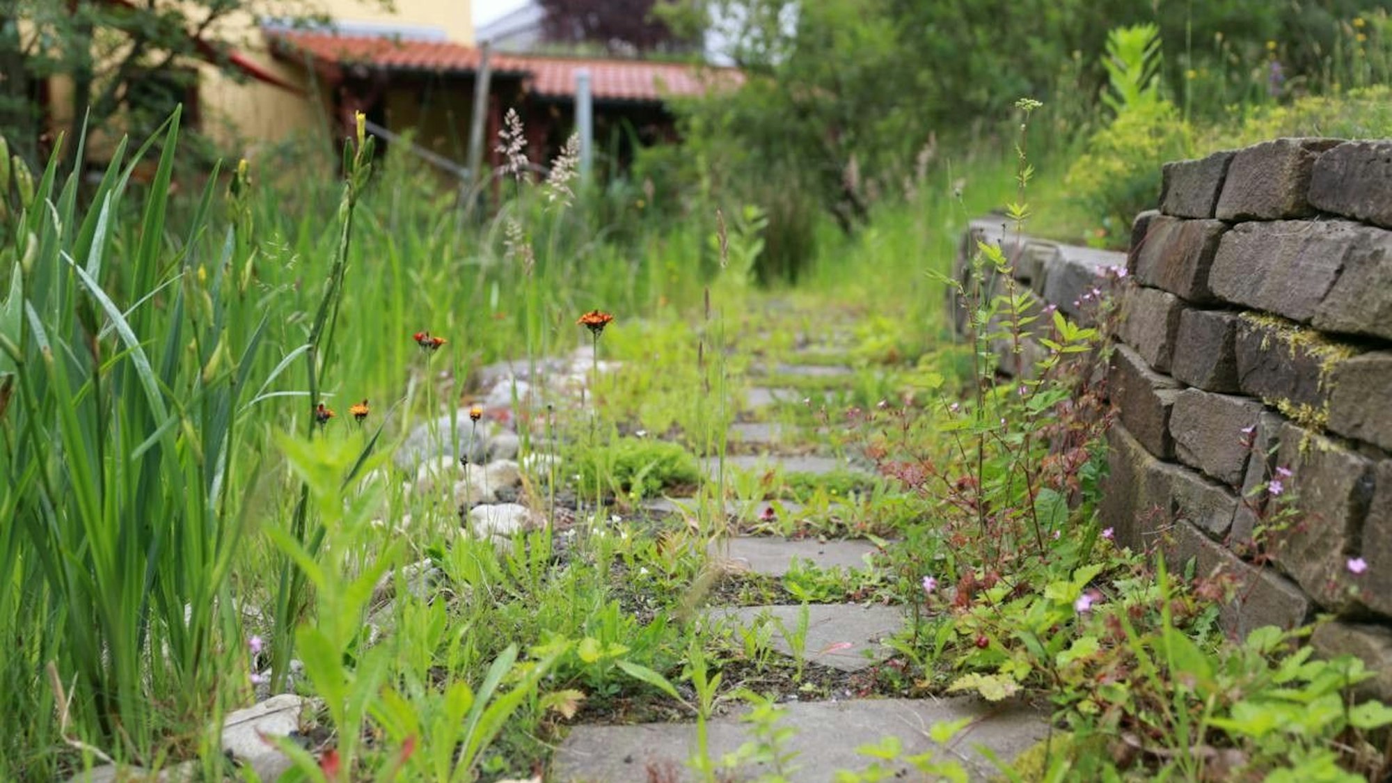Heimische Wildkräuter suchen sich gerne ihr Sonnenplätzchen am Rand von Natursteinmauern.