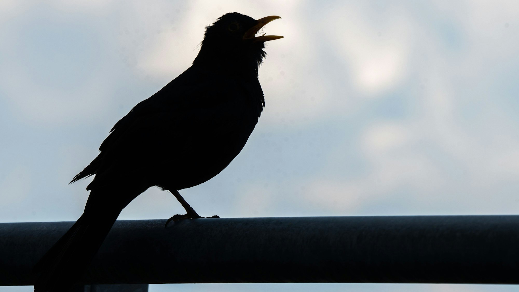 Eine Amsel sitzt auf einem Balkongeländer und trällert ein Lied auf einer Stange.