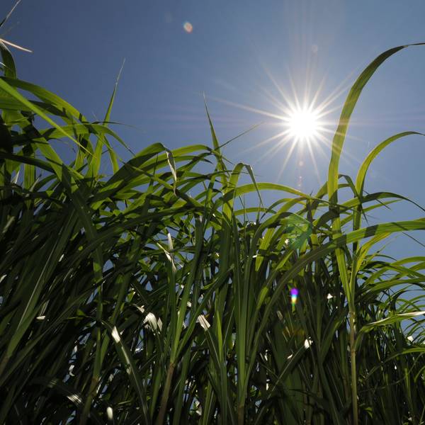 Die Sonne scheint auf zahlreiche grüne Miscanthushalme, die in den blauen Himmel ragen.