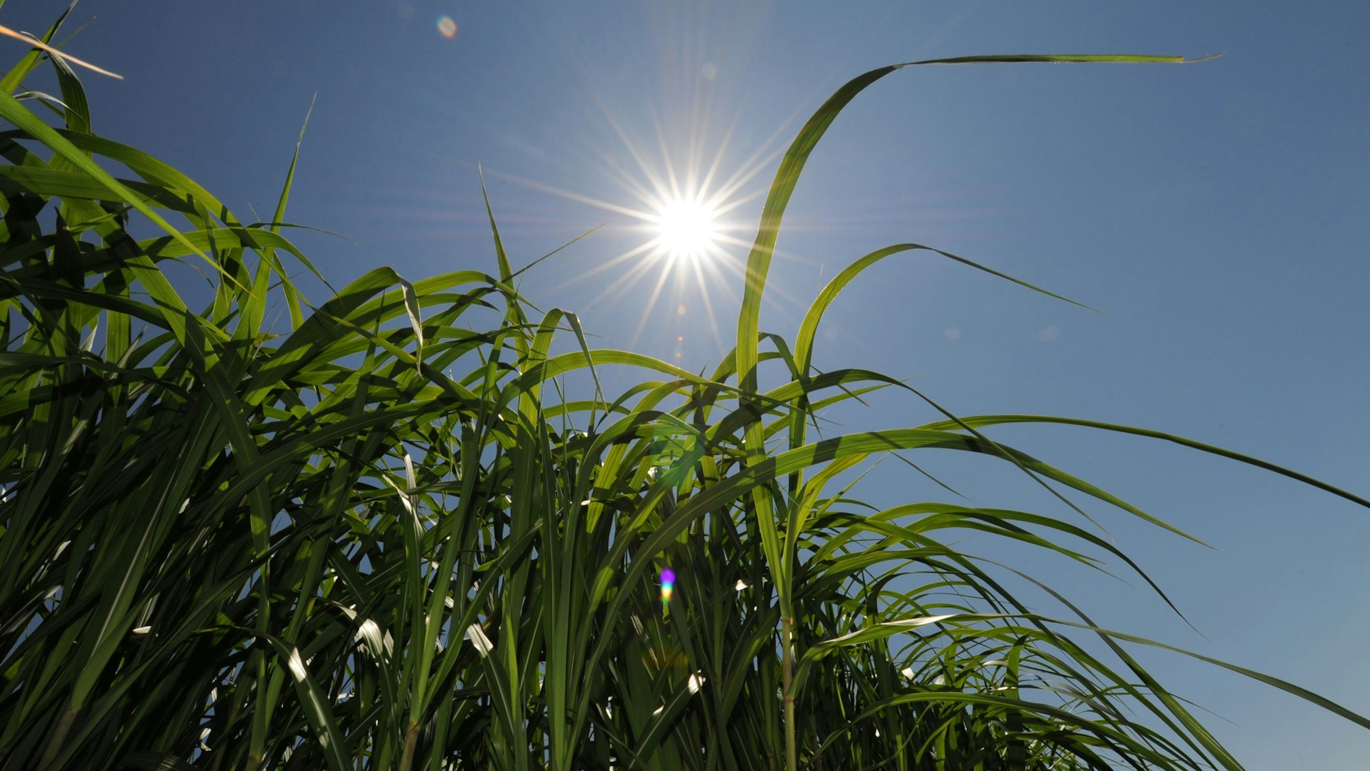 Die Sonne scheint auf zahlreiche grüne Miscanthushalme, die in den blauen Himmel ragen.
