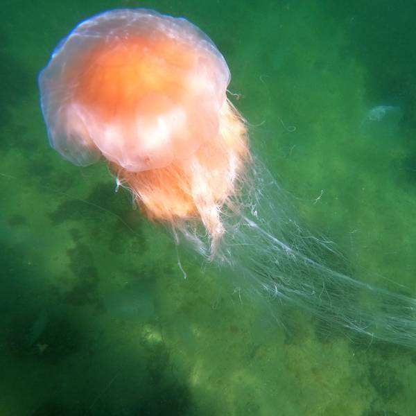 Eine Feuerqualle schwimmt in der Ostsee am Timmendorfer Strand.