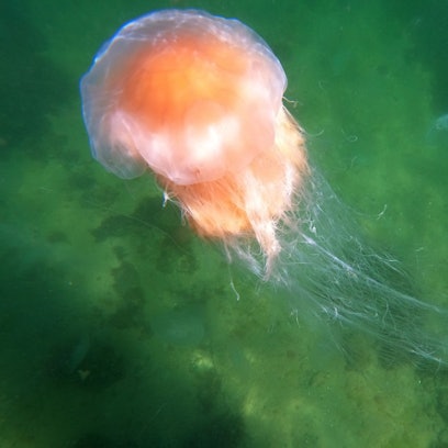 Eine Feuerqualle schwimmt in der Ostsee am Timmendorfer Strand.