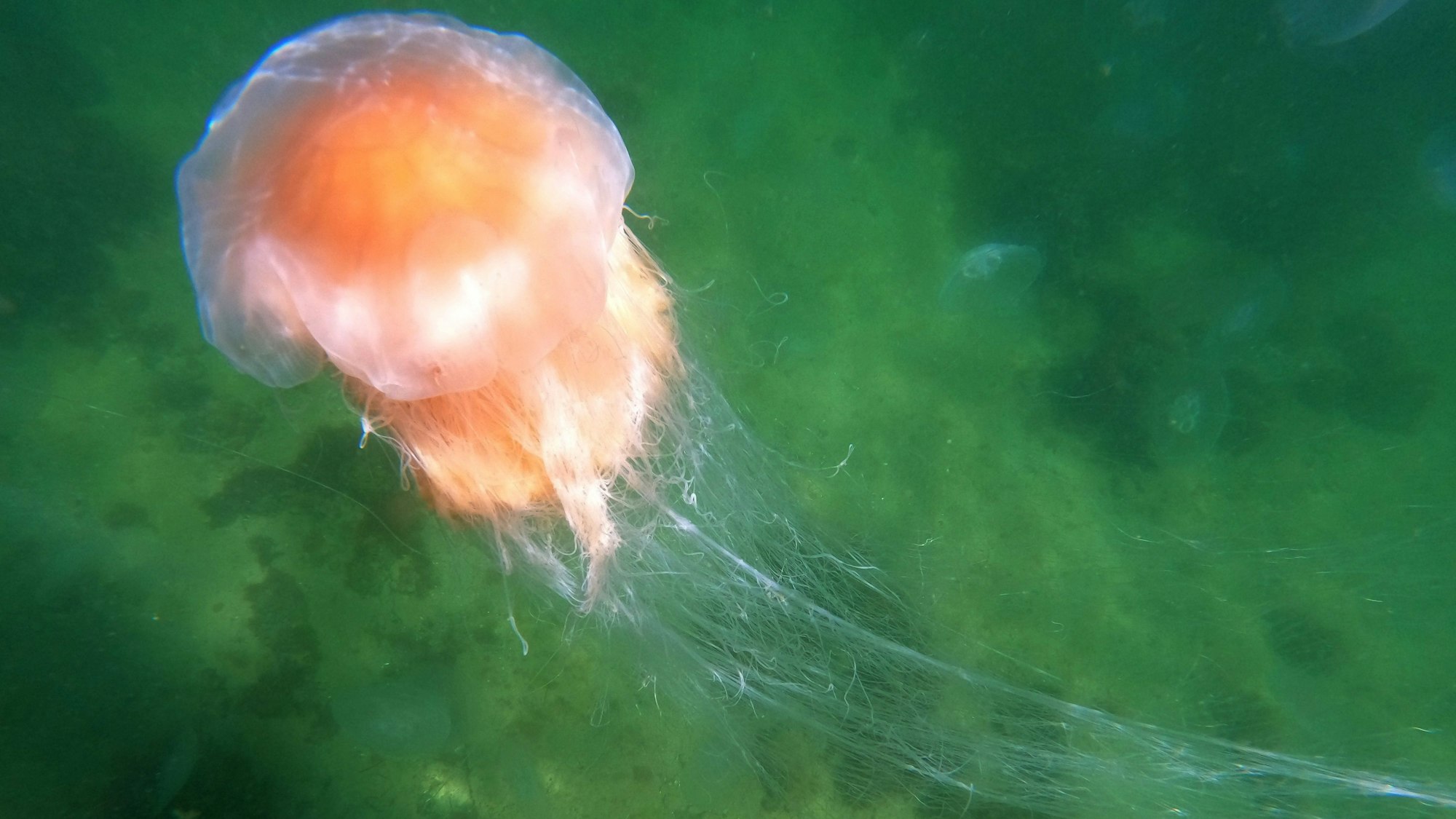 Eine Feuerqualle schwimmt in der Ostsee am Timmendorfer Strand.