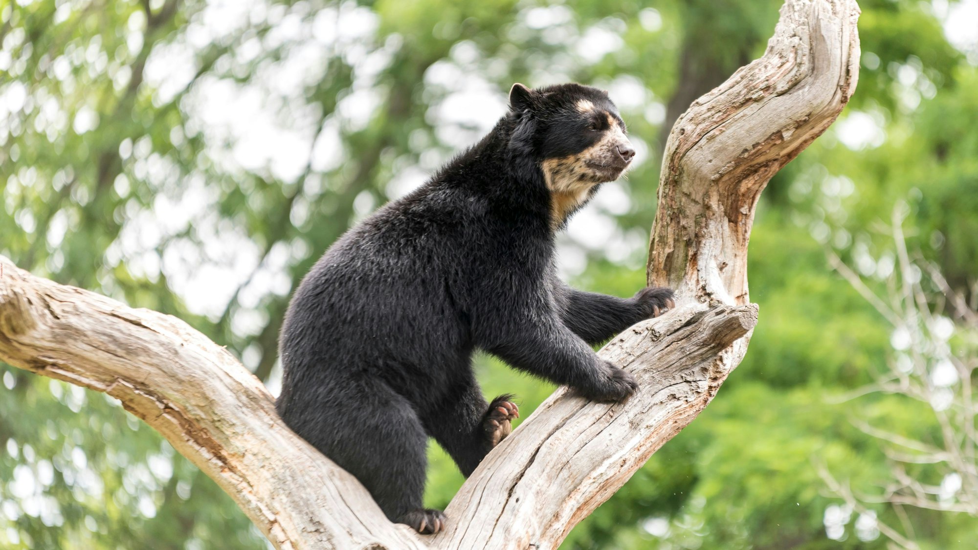 Brillenbär im Kölner Zoo