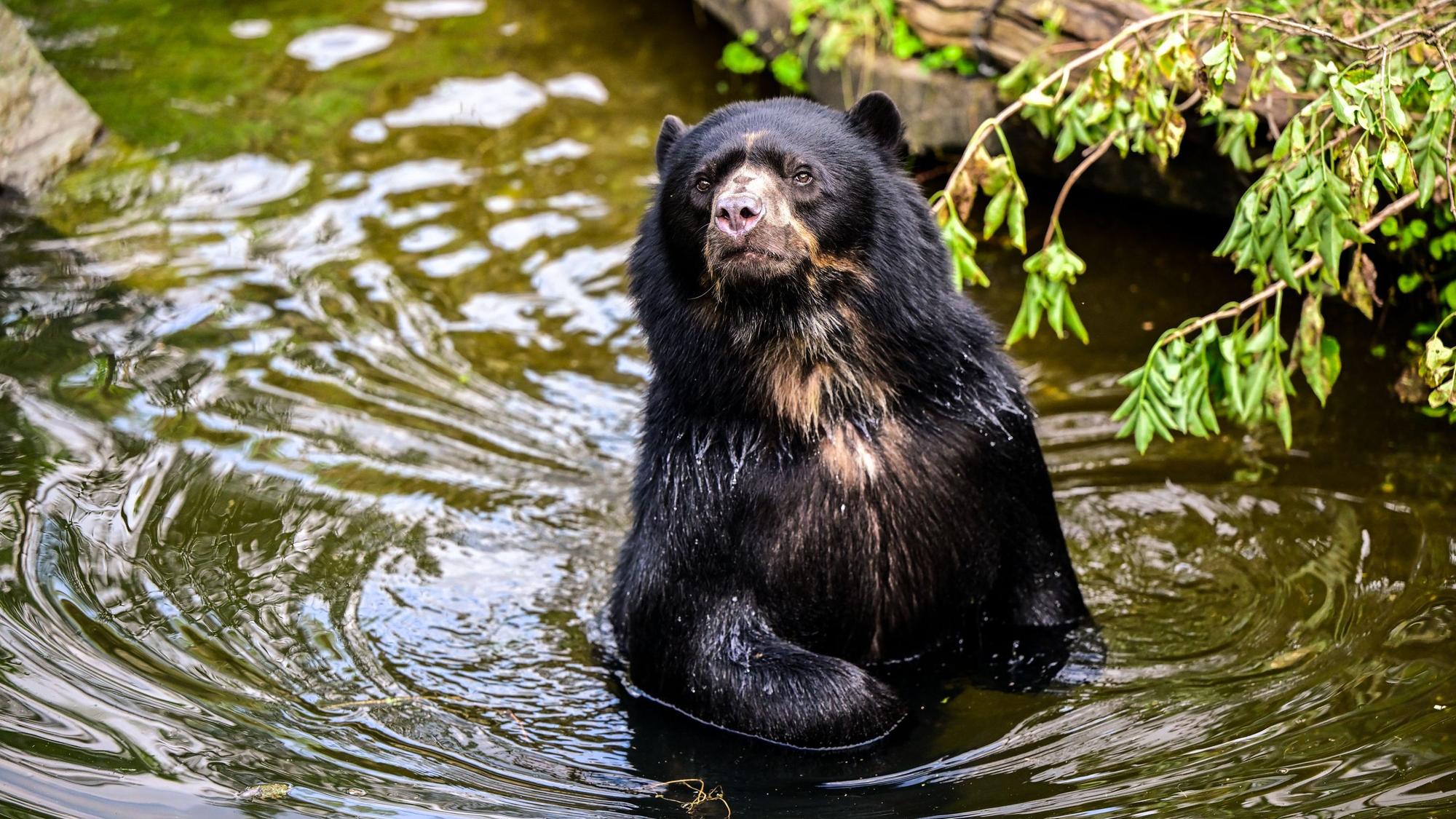 Brillenbär Hans badet im Wasser im Kölner Zoo.