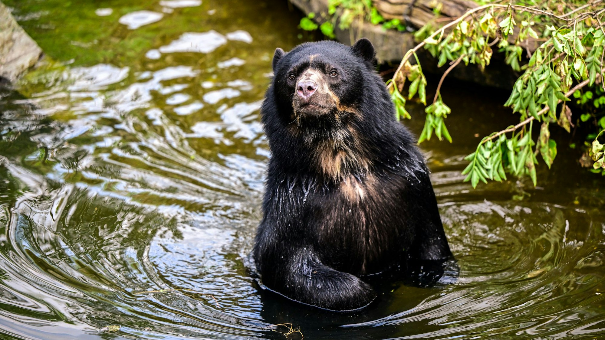 Brillenbär Hans badet im Wasser im Kölner Zoo.