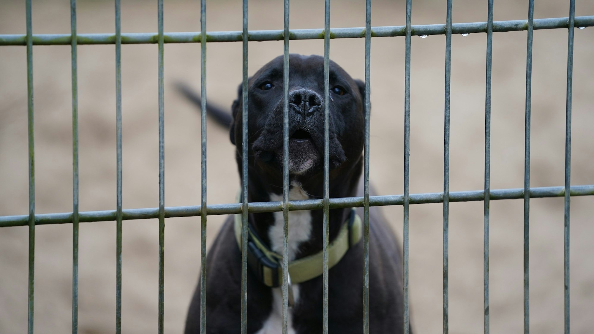 Ein Hund schaut durch die Gitter der Außenanlage im Tierheim Kiel.