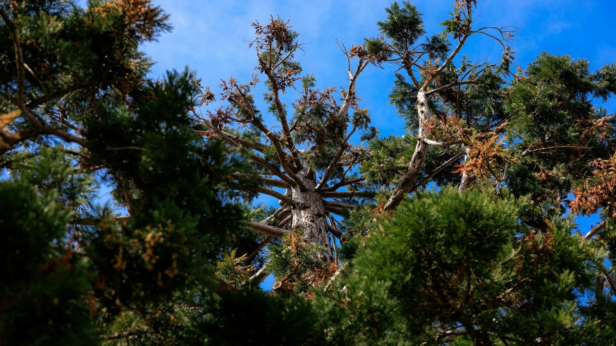 Auf dem Gelände der Konrad-Adenauer-Kaserne an der Brühler Straße in Raderthal stehen zwei imposante Mammutbäume.