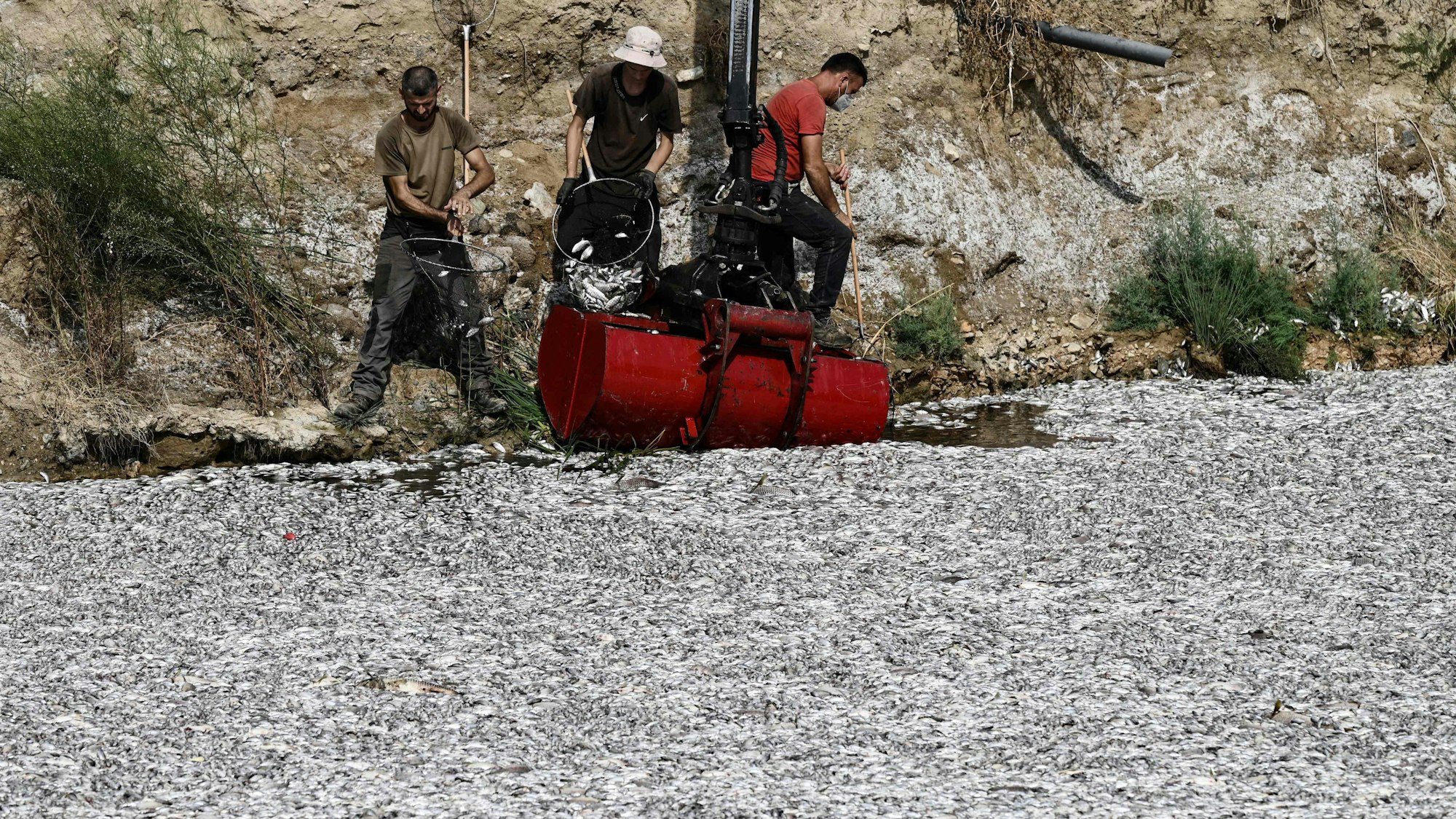 Arbeiter versuchen der Menge an toten Fischen, die zu Zehntausenden in dem Fluss in Griechenland schwimmen, Herr zu werden.