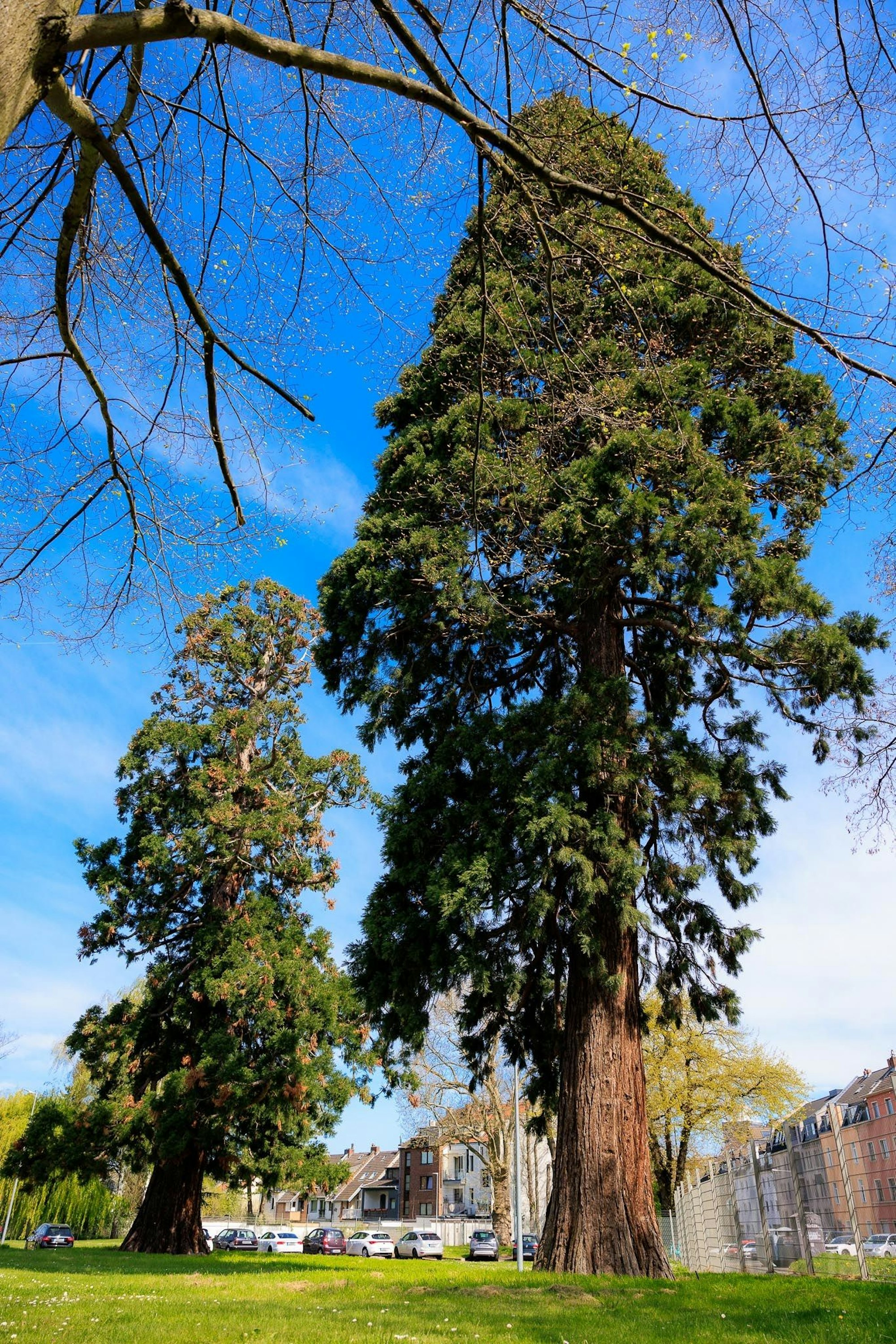 Auf dem Gelände der Konrad-Adenauer-Kaserne an der Brühler Straße in Raderthal stehen zwei imposante Mammutbäume.