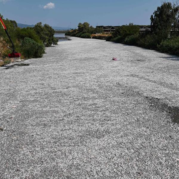 Tonnenweise tote Fische schwimmen im Xiria, einem Fluss bei Volos in Griechenland.