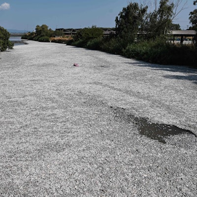 Tonnenweise tote Fische schwimmen im Xiria, einem Fluss bei Volos in Griechenland.