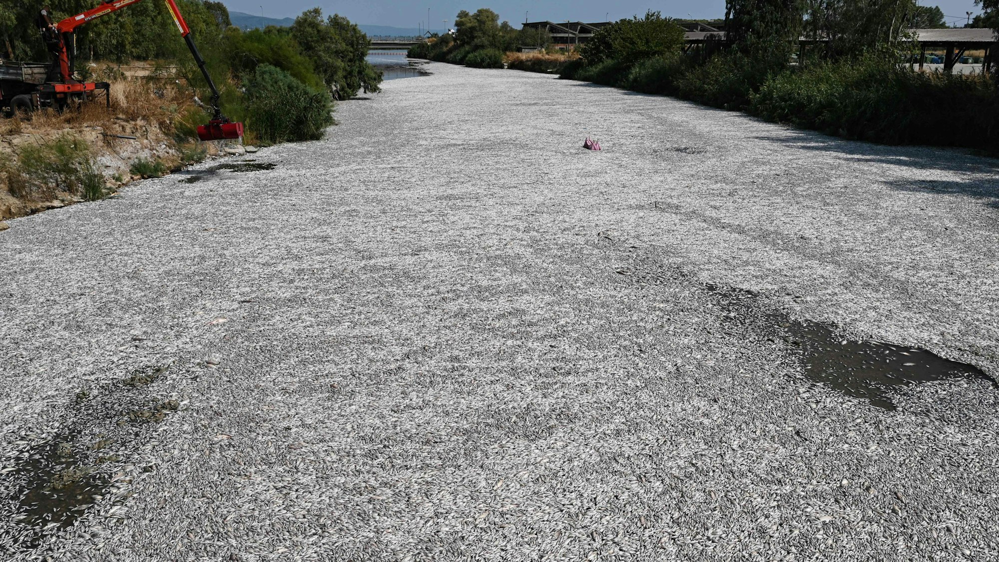 Tonnenweise tote Fische schwimmen im Xiria, einem Fluss bei Volos in Griechenland.